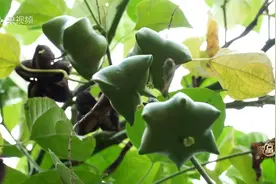 看上去像八角plus，这种果子你见过吗？