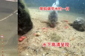 带钩调平水钓1目，双钩饵料到底之后水下是什么状态视频封面