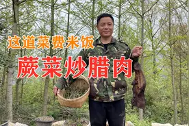 贵州山里摘野生蕨菜，四娃拿来炒腊肉吃，纯正山野美味视频封面