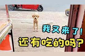 流浪狗又来了！讨吃几回后便赖上炸串摊小哥，天天乞食还引来同伴视频封面