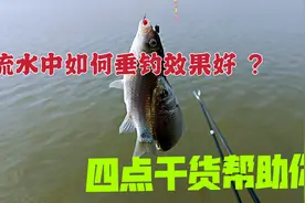 浅水钓鲫鱼看似简单，其实并不好钓，拿捏住4个小细节才能钓过瘾视频封面