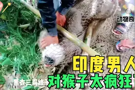 印度男人要对猴子出手了视频封面
