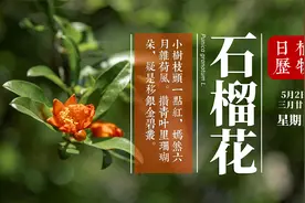总是说“拜倒在石榴裙下” 这个说法怎么来的要不要了解一下