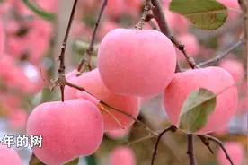 亩产两万斤，果个大、表光好，他是这样管理苹果的！视频封面