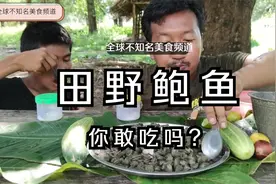 看看缅甸的田野里的“野生鲍鱼”，你敢吃吗？视频封面