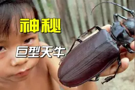 一口咬断铅笔，地球最大最神秘“泰坦大天牛”至今没有发现其幼虫