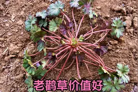 植物老鹳草又叫“仙草”，有啥价值与用途？很多人还不知道