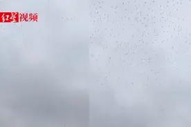 网传视频成都上空大片蝗虫飞过？专家：不是蝗虫，是椋鸟正常迁徙视频封面