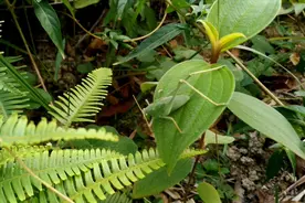 小保在山上发现个小蝈蝈，一到天黑就会发出吱吱的声音