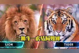 三狮斗一虎结局如何，有的狮虎能共存，为什么有的就不火不容
