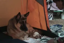 在露營中下大雨 大狼狗無奈地帳篷裏玩小球