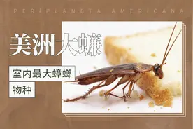 美洲大蠊——室内最大蟑螂物种视频封面
