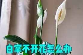 白掌不开花？该放“大招”了，否则花期就溜走了视频封面