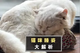 猫咪不同睡姿背后隐藏的含义，你可能还不知道视频封面