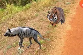 老虎追击鬣狗你见过吗视频封面