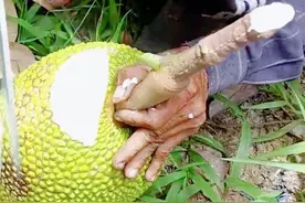 菠萝蜜为什么开个口子？还涂上了石灰