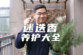 园艺师教你迷迭香怎么养，这可能是关于迷迭香，最全面的教程了视频封面