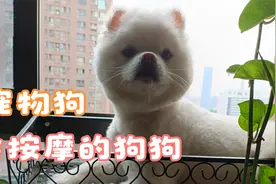 会按摩的狗狗-成精了-饿了就会给人按摩讨好主人视频封面