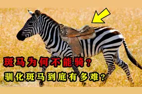 斑马跑得快、长得帅，为什么没被人类驯化？斑马真不能骑吗？视频封面