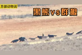 群狼围攻大黑熊，黑熊面对群狼丝毫不虚，直接放大和群狼战斗起来视频封面