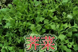 农村药食同源的“荠菜”，民谚“三月三当灵丹”，农民当野菜食用视频封面