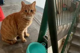 男子被喂的流浪猫送礼物，眼神满是紧张和期待：下次给你换个大的视频封面