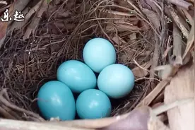 看蛋识鸟，这窝蓝色的蛋，是画眉鸟的鸟蛋吗？视频封面