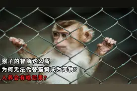 猴子的智商这么高，为何无法代替猫狗成为宠物？人养会有啥后果？视频封面