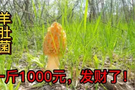 2022年雨后，辽宁山里发现珍贵野生羊肚菌，1000元一斤发财了视频封面