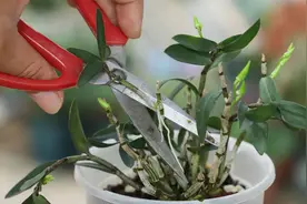 养石斛，这个位置剪一剪，石斛就越养越多视频封面