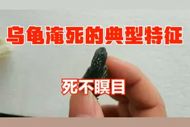乌龟淹死到底是什么样子？龟苗溺水淹死的典型特征：睁眼死不瞑目