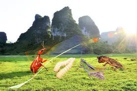 广西虫王凌显光九万高寒深山抓柴虫-舌尖上的美食视频封面