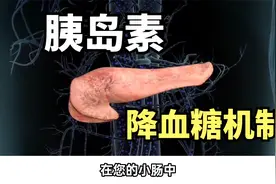 2型糖尿病发病机制，为什么胰岛素可以降血糖？医学动画科普视频封面