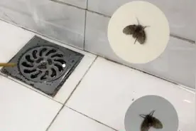 小飞虫最怕它，把它倒进下水道，几分钟就能消灭干干净净，特管用视频封面