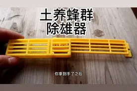 土养蜂群快速清除雄蜂的方法视频封面