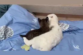 主人带回家一只小猞猁，猞猁当场认猫咪做妈，抱着就亲！视频封面