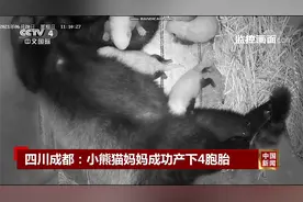 四川成都：小熊猫妈妈成功产下4胞胎视频封面