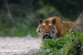 为何说狼更怕老虎，而不怎么怕熊？