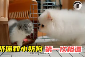 当小奶猫和小奶狗第一次相遇，画面实在是太搞笑了视频封面