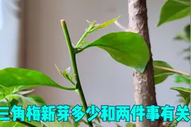 三角梅修剪完10天，每根枝条都萌发了多个新枝，得益于两件事视频封面