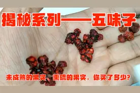 揭秘系列——五味子：未成熟的果实、熏硫的果实、你买了多少？