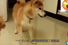 柴犬一个不小心，把猫咪的球扔进屎盆里，猫咪愣了三秒后立马发飙视频封面