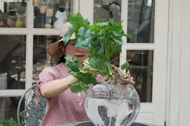 鲜花瓶养水培绿植，固定在瓶口只需一根木头及细铁丝即可视频封面