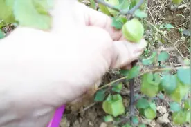 这种农村常见的灯笼泡，是消炎止痛的良药，用来泡茶好处多