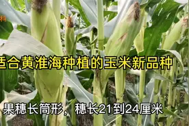 适合黄淮海地区种植的几个高产玉米新品种，适应性好，风险最小视频封面