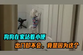 狗狗在家站着小便，出门却不会，竟是因为这个