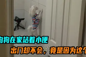 狗狗在家站着小便，出门却不会，竟是因为这个视频封面