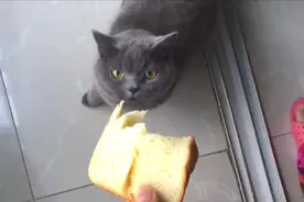 猫：铲屎官要是再不给我吃面包，我就翻脸！其实猫适合吃面包吗？视频封面