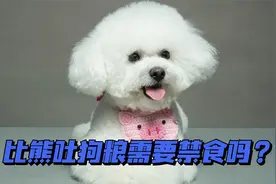 比熊吐狗粮需要禁食吗？视频封面