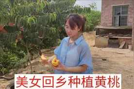 农村美女回乡种植百亩黄桃，第一年就亩产800斤，一年能赚30万！